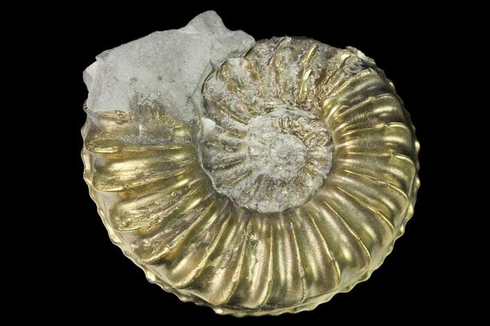 Pyritized (Pleuroceras) Ammonite Fossil - Germany #168280
